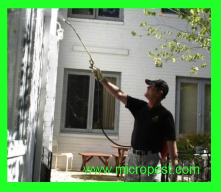 Pest Control Asquith